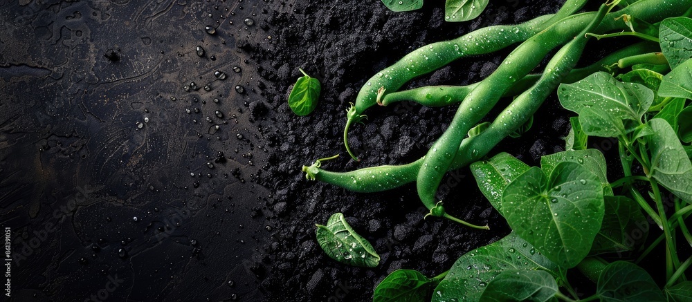Aufkleber lush green haricot bean plant with dew on black soil in spring. ideal for home-grown veggies. top vi