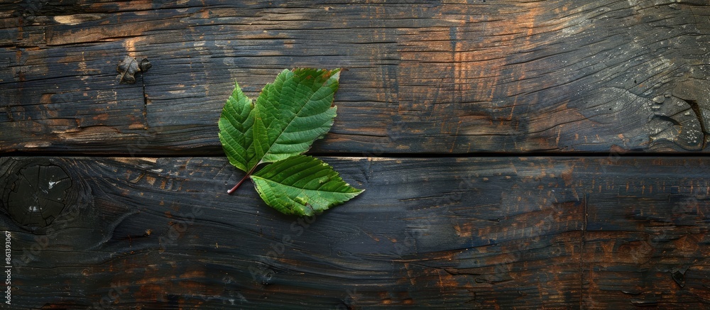Poster A leaf of a flower placed on a wooden table with a copy space image available.