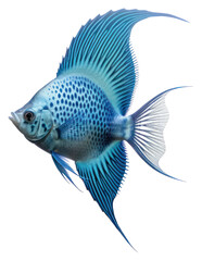 Fototapeta premium PNG Fish angelfish animal white background.