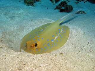 A foraging Bluespotted stingray Taeniura lymma     