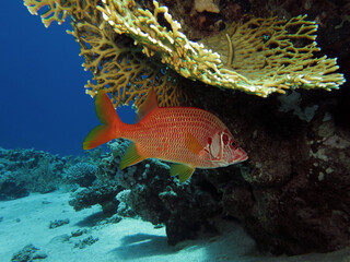 A Longjawed squirrelfish Sargocentron spiniferum 