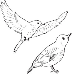 Thrush bird ink drawings. Wildlife animals line illustration. Simple, sketchy style. A bird sitting and in flight sketches. Isolated on white. 