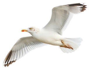 Obraz premium PNG Seagull animal flying white.
