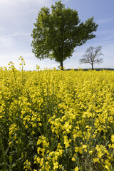 Obraz premium a tall tree growing in a rapeseed field