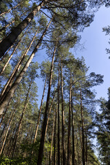 pine forest with tall trees against a blue sky background