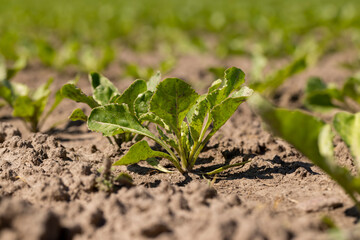 a field with white beetroot for the production of white beet sugar