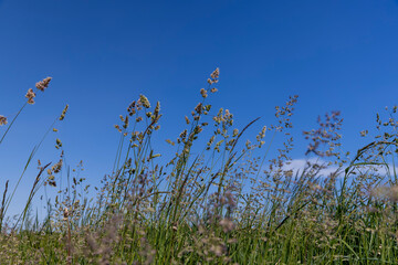 green grass with tassels on a blue sky background