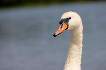 beautiful wild waterfowl swans in the summer season