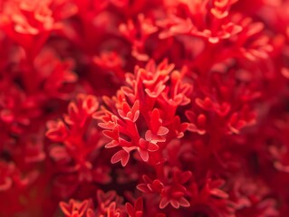 Fototapeta premium Red and pink coral petals Generative AI