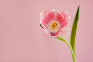 Elegant close-up of a pink tulip, showcasing delicate petals and subtle green leaves against pastel pink backdrop. The soft pastel tones and minimalist floral composition