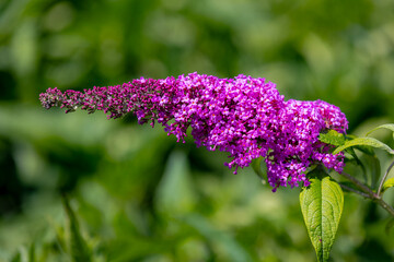 Selective focus of violet blue flower Summer lilac (Vlinderstruik) Buddleja davidii, Butterfly-bush or Orange eye is a species of flowering plant in the family Scrophulariaceae, Natural background.