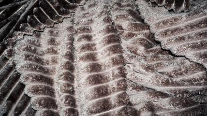 A soft, abstract, luxurious fur carpet fabric texture background for cozy, upscale interior designs, product photography, or fashion-related projects. Adds warmth and texture to any scene