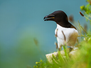 Razorbill, Alca Torda, birds on cliffs, Bempton Cliffs, North Yorkshire, England