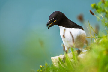 Razorbill, Alca Torda, birds on cliffs, Bempton Cliffs, North Yorkshire, England