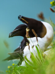 Razorbill, Alca Torda, birds on cliffs, Bempton Cliffs, North Yorkshire, England