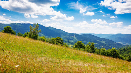 mountainous countryside landscape in summer. trees near the grassy meadow. rural scenery of mizhhiria valley. sustainable living in transcarpathia, ukraine. bright sunny weather