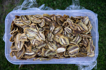 Dried Kiwi fruit slices