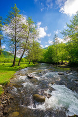 rapid water stream winding through the beech forest. landscape with mossy boulders and trees on the shore of a river. spring scenery in carpathian mountains. outdoor adventures