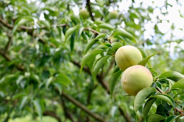 6月頃の旬の梅の実
