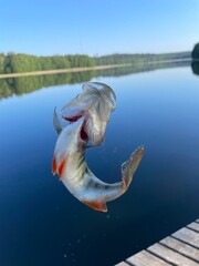 złowiona ryba okoń na haczyku © Piotr