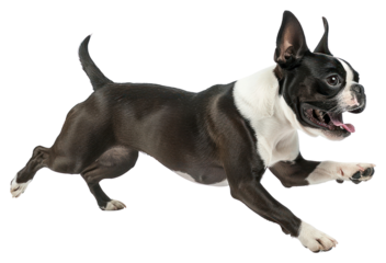 PNG Boston terrier running bulldog animal canine.