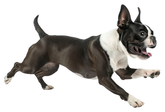 PNG Boston terrier running bulldog animal canine.