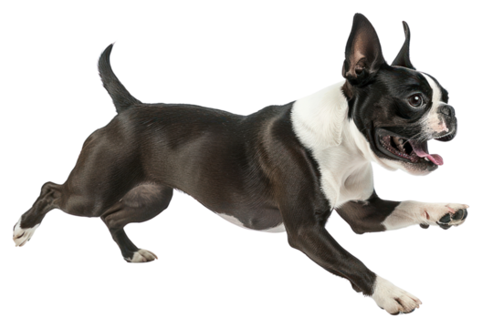 PNG Boston terrier running bulldog animal canine.