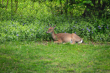 Resting Deer