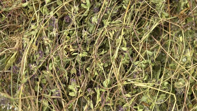 Collected and dried thyme, culinary herb, plant background