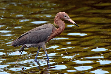 Reddish egret staring at water