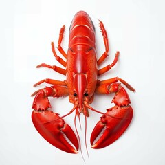 Vibrantly red cooked lobster against a white background.