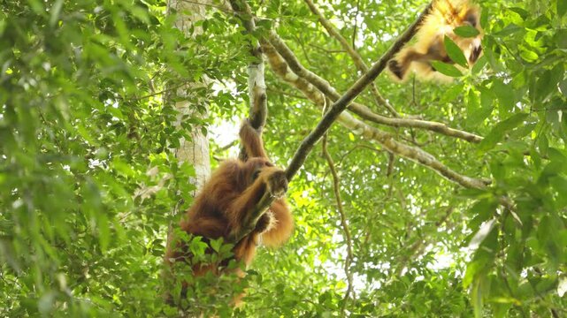 a baby orangutan climbs a branch while its mother watches on in the rainforest of gunung leuser national park on sumatra, indonesia