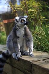 Lemur primate animal zoo