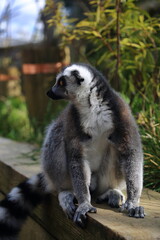 Lemur primate animal zoo