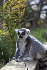 Lemur primate animal zoo