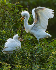 Juvenile great egret with parent