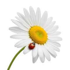 Fototapeta premium A close-up of a white daisy flower with a yellow center, and a ladybug crawling on one of the petals against a plain white background