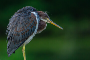 Fledgling tricolored heron