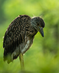 Fledgling yellow-crowned night heron perched on a tree branch