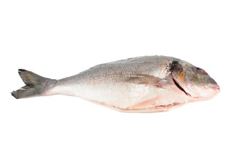 Dorado fish ready to cook isolated on a white background.