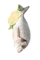Dorado fish ready to cook with lemon slices and rosemary sprigs on white background.