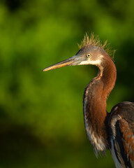 Fledgling tricolored heron