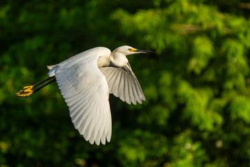 Snowy egret in flight