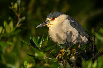Black-crowned night heron 