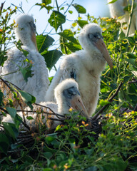 Juvenile Wood Storks in nest 