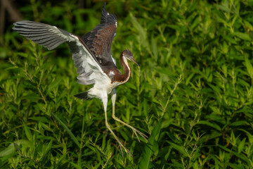 Fledgling Tricolored Heron Landing