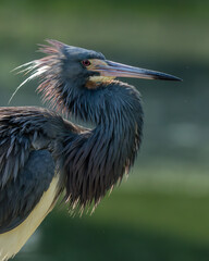 Closeup of a tricolored heron