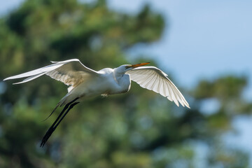 Great Egret flying
