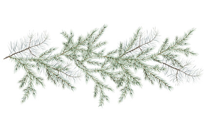 Watercolor Christmas tree branches. Hand painted fir needle and pine branch natural illustration on isolated background. Freehand drawing decoration for christmas and new year