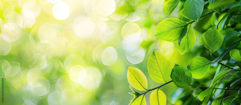 Poster Blurred natural green leaves in a summer setting with a vibrant bokeh effect, making it an ideal cover page copy space image in an ecological environment.